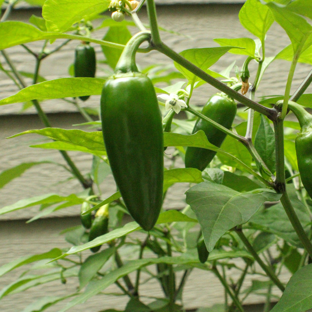 Jalapeno – Nasiona