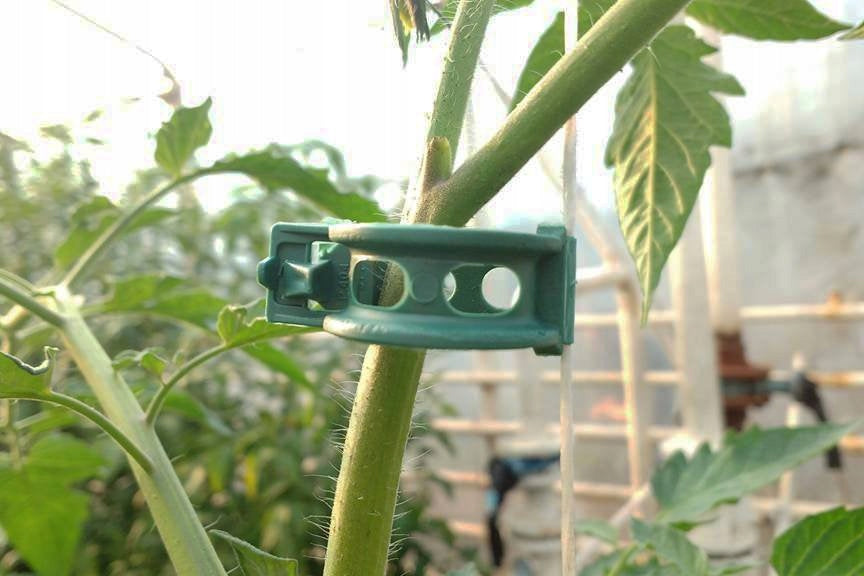 Klipsy do pomidorów