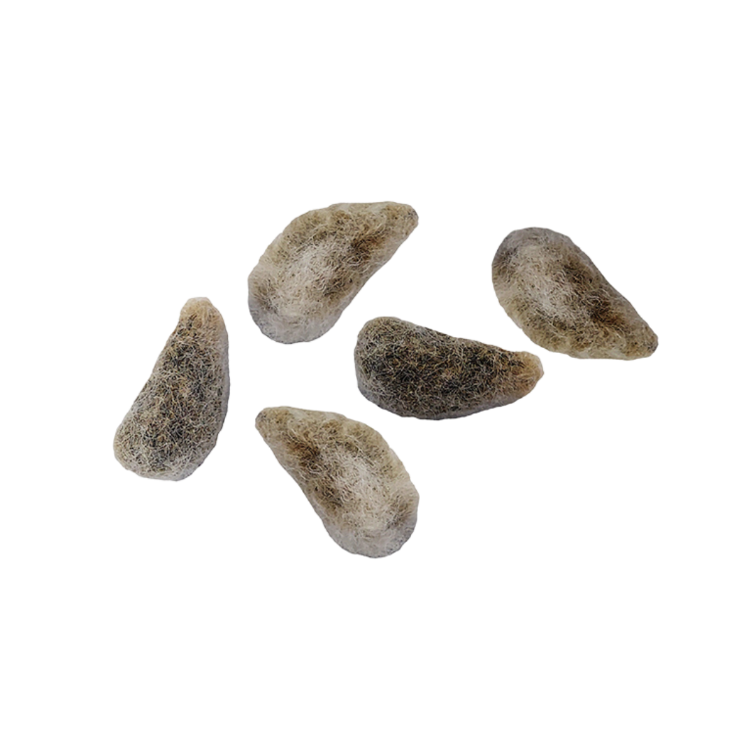 Bawełna Indyjska – Nasiona