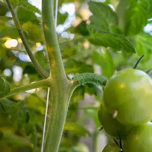 Łuki do pomidorów 100 sztuk