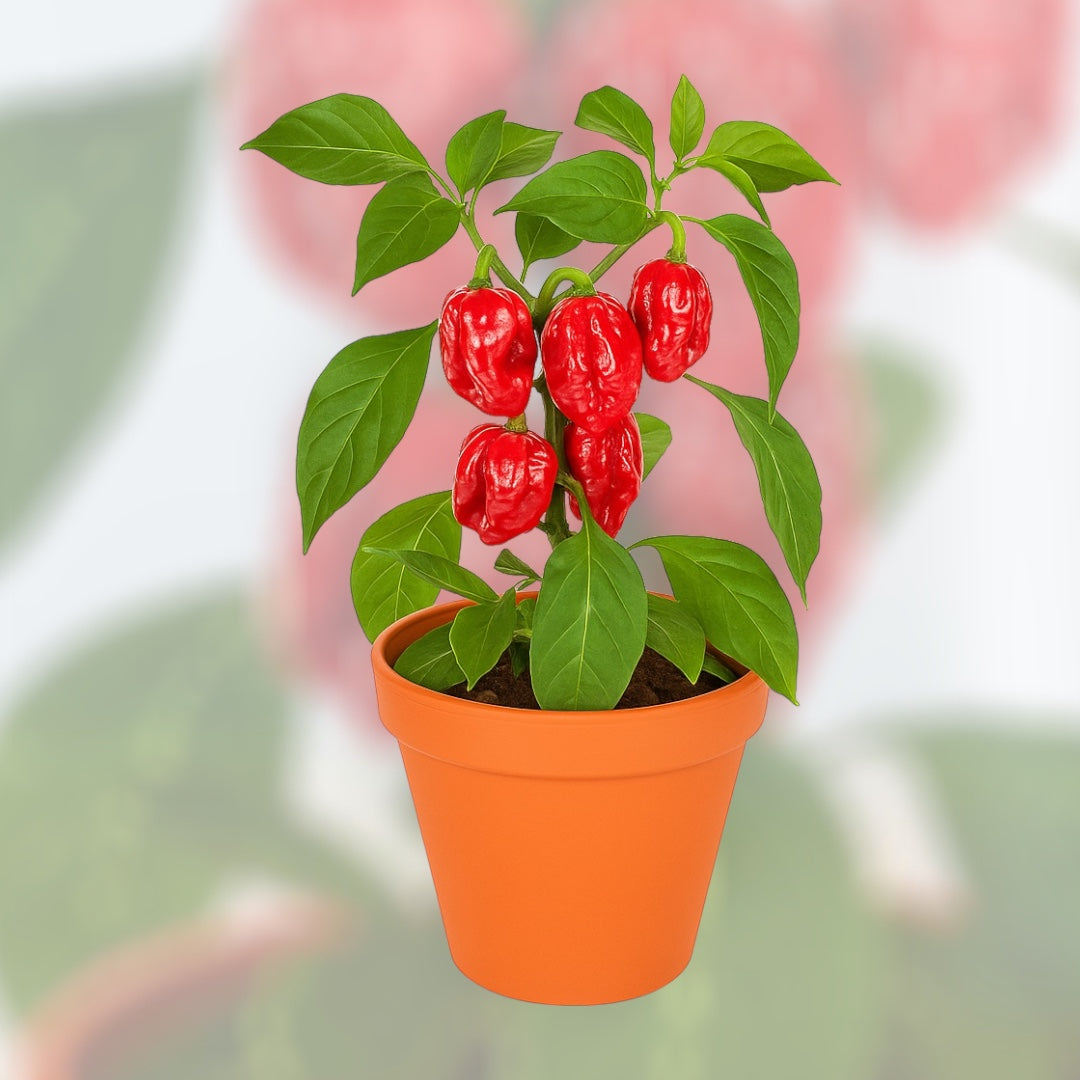 Papryka Trinidad Scorpion