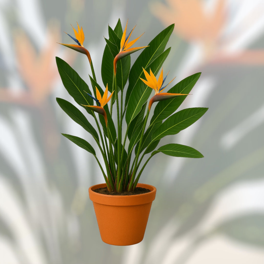 Strelicja Królewska