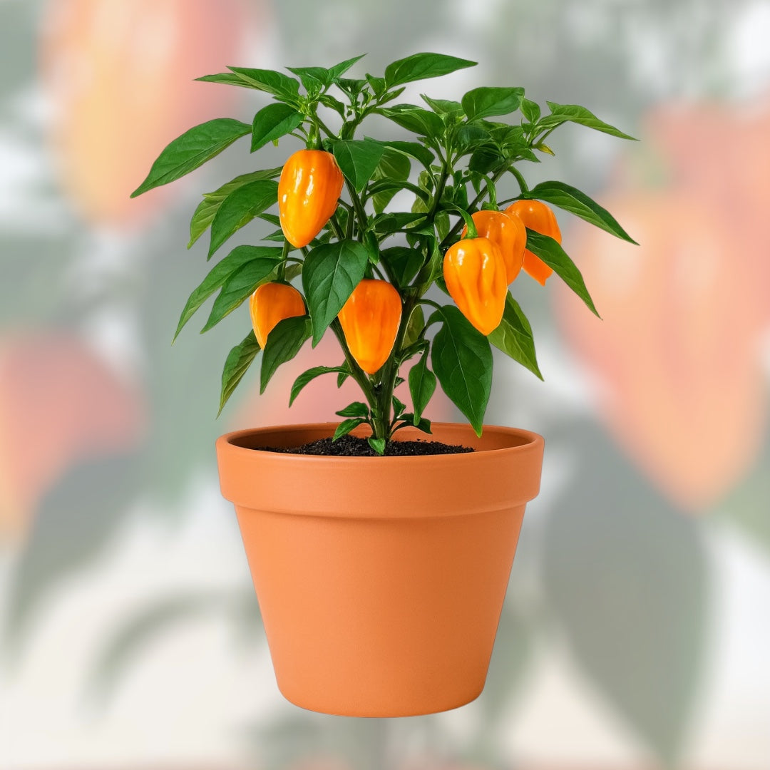 Papryka Habanero Żółta