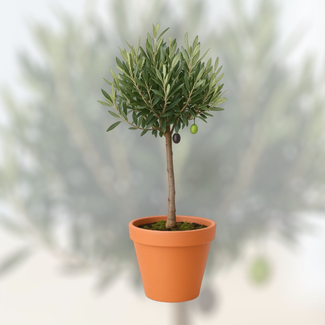 Drzewko Oliwne