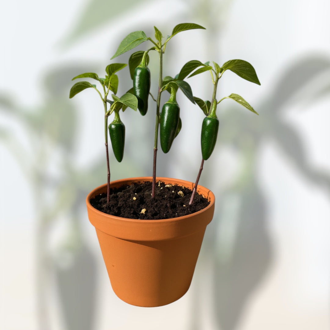 Jalapeño - Dla Mężczyzny