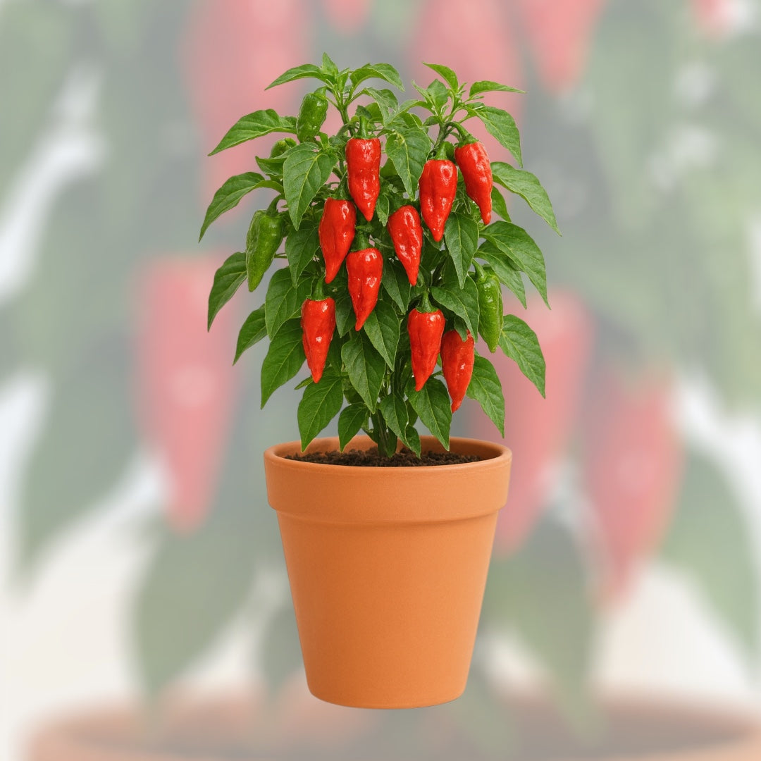Papryka Bhut Jolokia