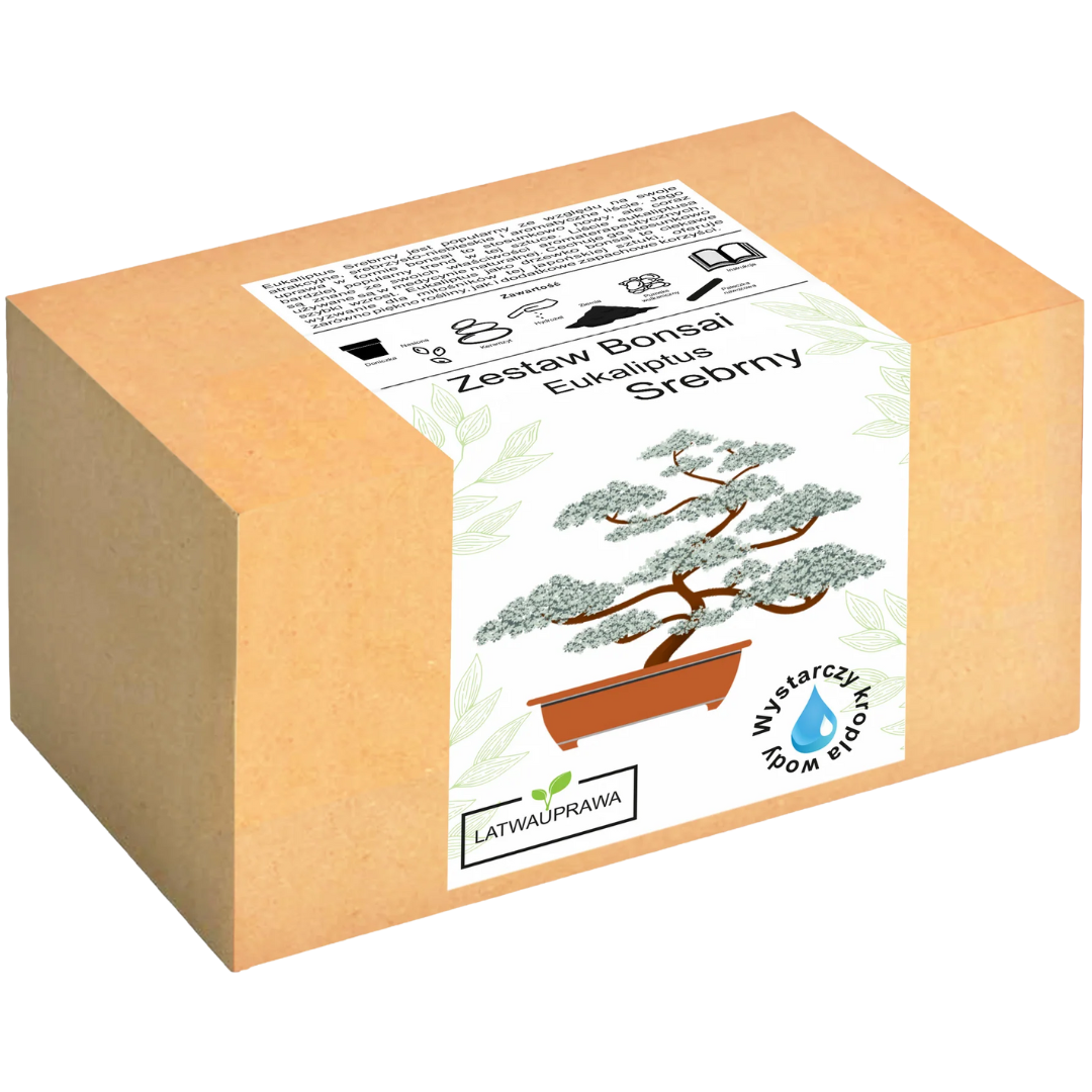 Eukaliptus Właściwy Bonsai