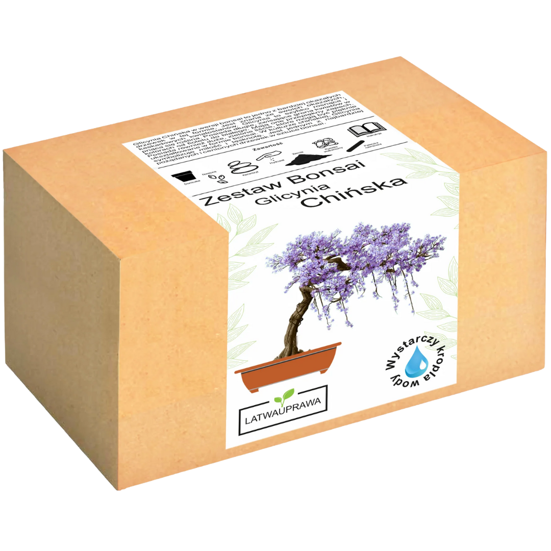 Glicynia Chińska Bonsai