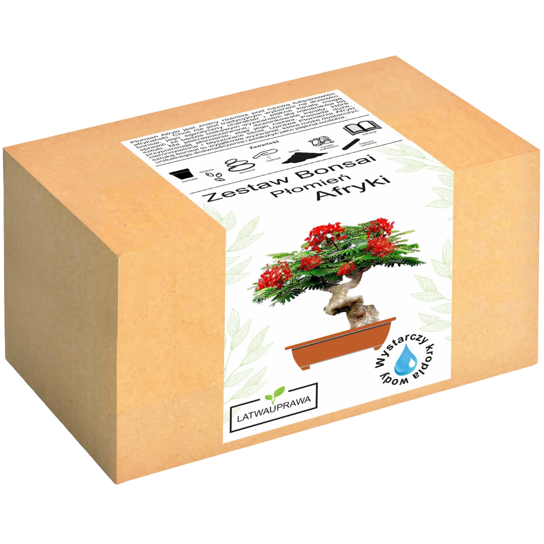 Płomień Afryki Bonsai