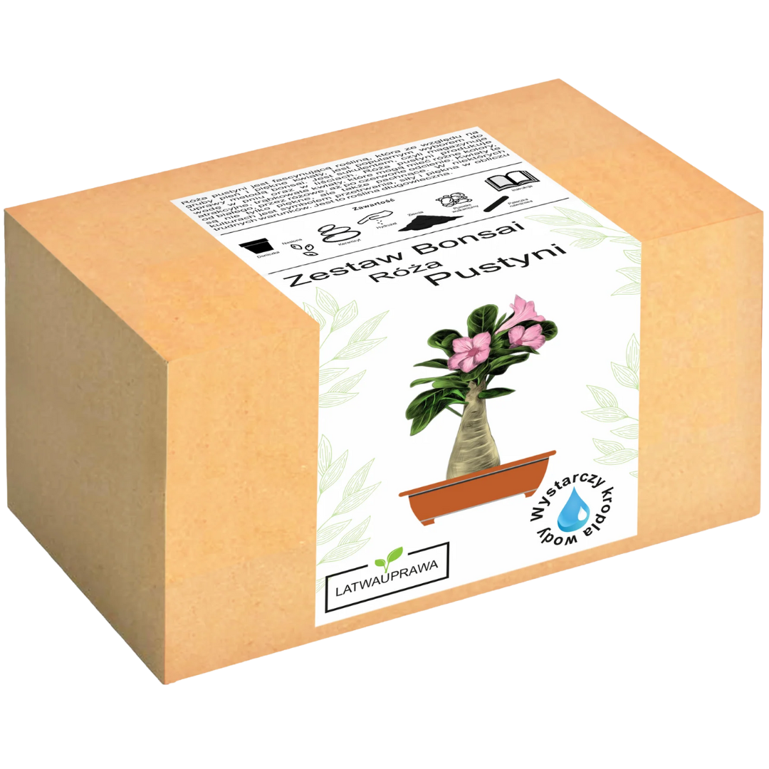 Róża Pustyni Bonsai