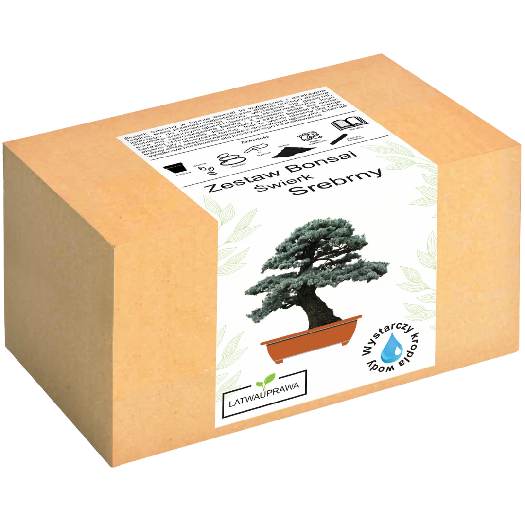 Świerk Srebrny Bonsai