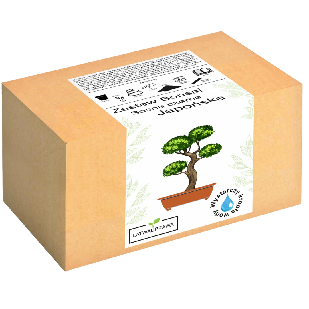 Sosna Japońska Bonsai