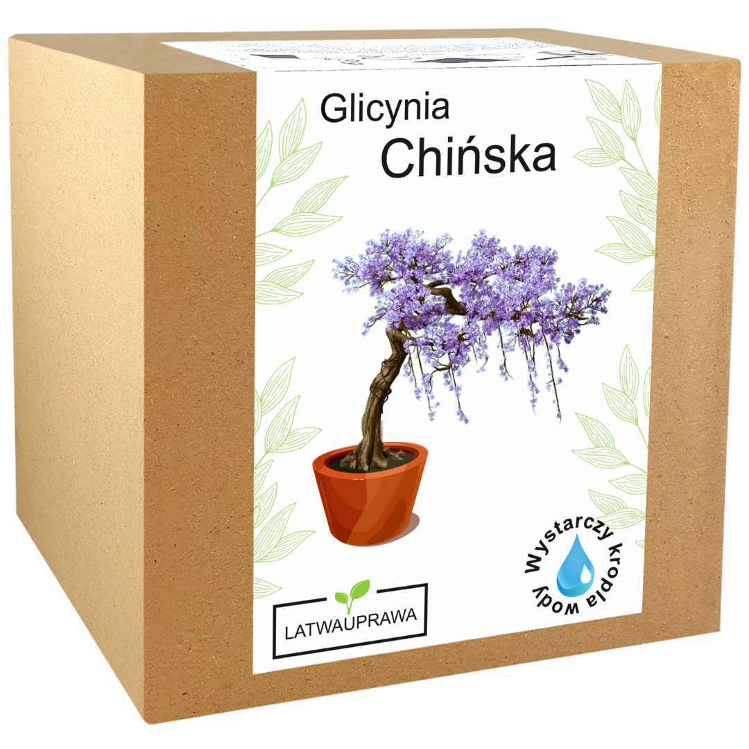 Glicynia Chińska