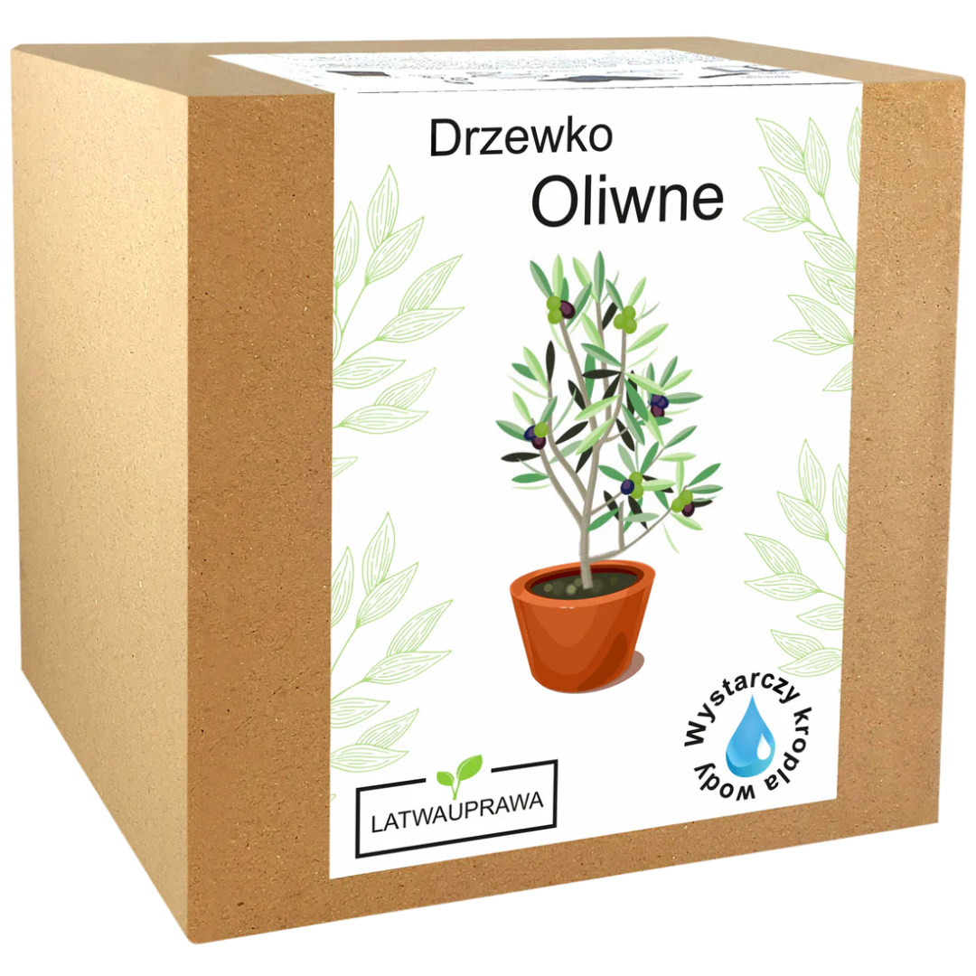 Drzewko Oliwne
