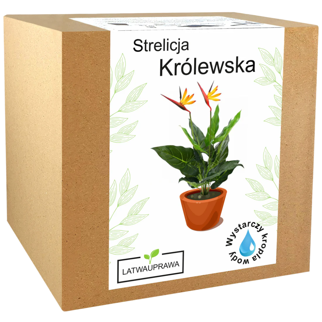 Strelicja Królewska