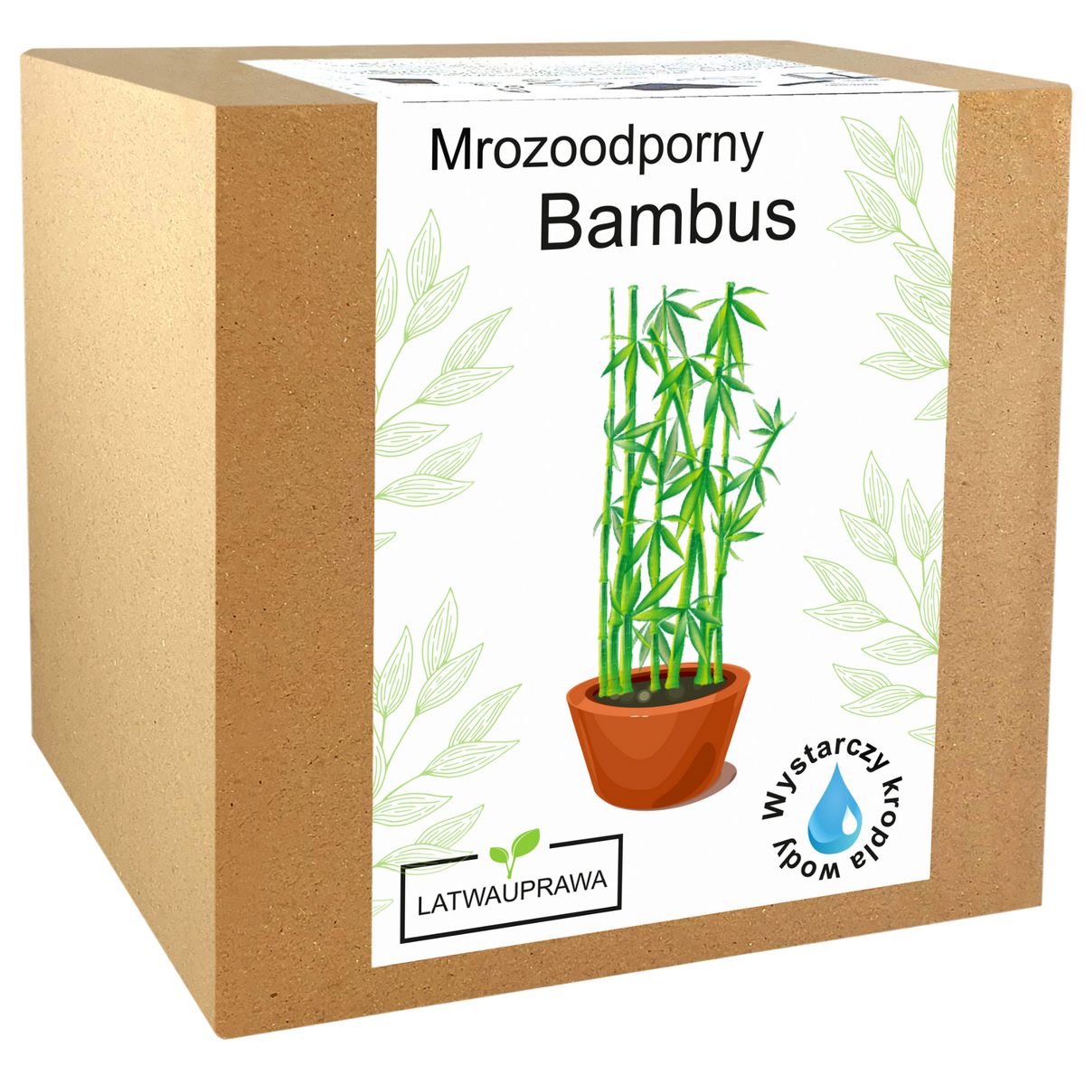 Zestaw do uprawy mrozoodpornego bambusa w pudełku, idealny dla miłośników egzotycznych roślin i ogrodów