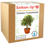 Zestaw do uprawy drzewka truskawkowego w pudełku z napisem Kocham Cię, idealny prezent dla ukochanej osoby lub na Walentynki