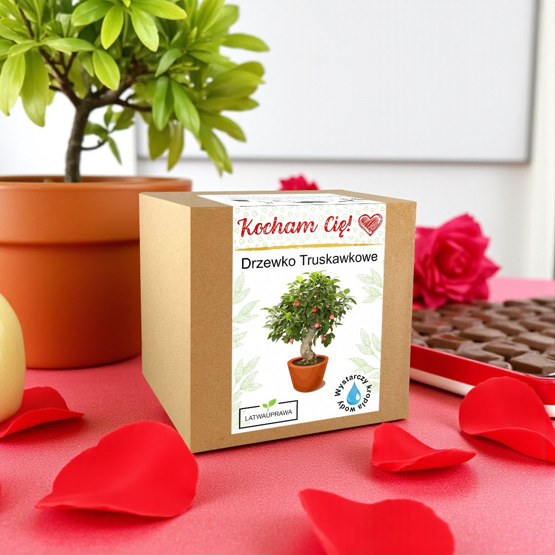 Zestaw do uprawy drzewka truskawkowego w pudełku z napisem Kocham Cię, romantyczny prezent na Walentynki lub rocznicę