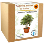 Zestaw do uprawy Drzewka Truskawkowego – idealny prezent dla najlepszego dziadka.