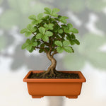 Drzewko truskawkowe bonsai w glinianej doniczce, ozdobna roślina doniczkowa do wnętrz idealna dla miłośników miniaturowych drzewek i domowej uprawy