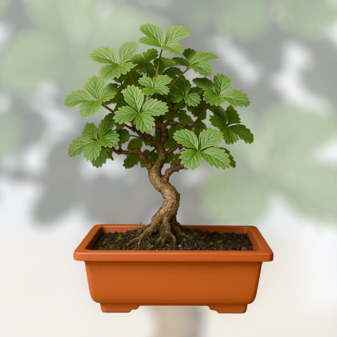 Drzewko truskawkowe bonsai w glinianej doniczce, ozdobna roślina doniczkowa do wnętrz idealna dla miłośników miniaturowych drzewek i domowej uprawy