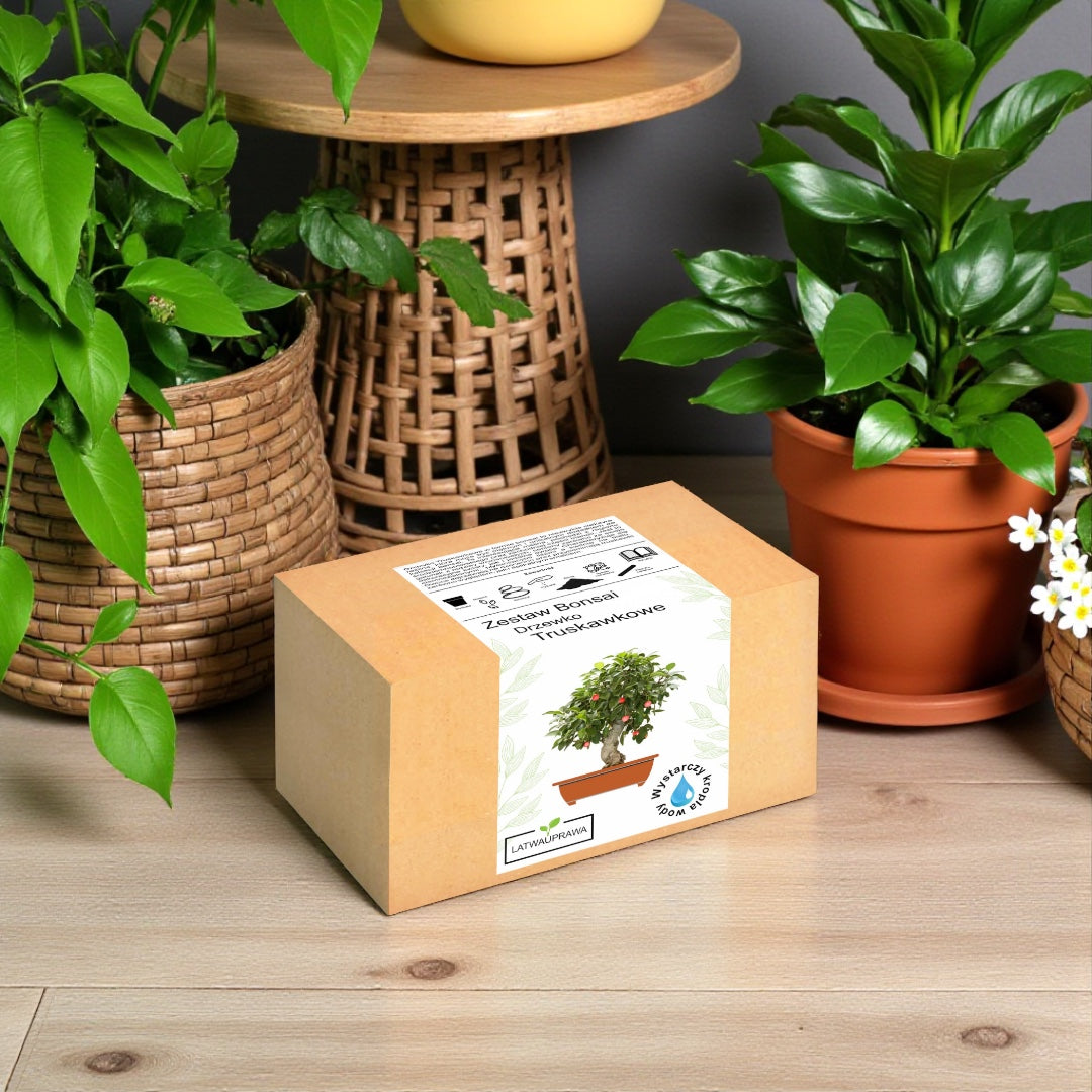 Zestaw bonsai do uprawy drzewka truskawkowego w pudełku, idealny prezent dla miłośników roślin doniczkowych i miniaturowych drzewek