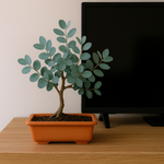 Eukaliptus srebrny bonsai w doniczce na drewnianym blacie, ozdobna roślina doniczkowa idealna do wnętrz, zestaw do uprawy dla miłośników bonsai