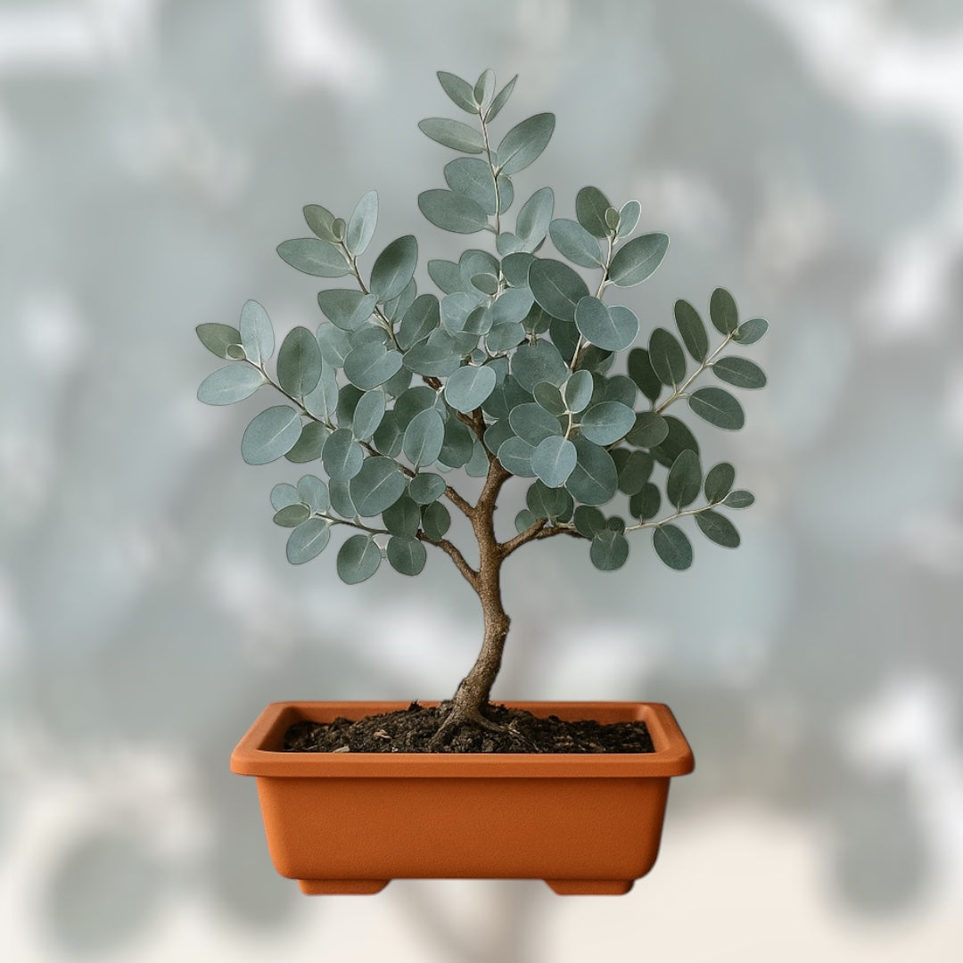 Eukaliptus srebrny bonsai w glinianej doniczce, miniaturowe drzewko o srebrzystych liściach idealne do dekoracji wnętrz i uprawy w domu
