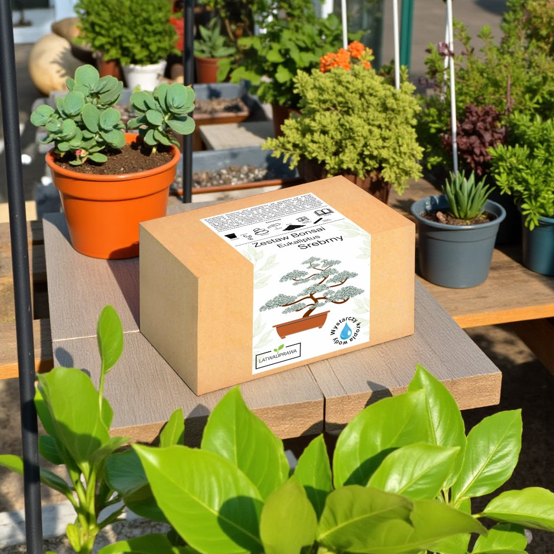 Zestaw bonsai do uprawy eukaliptusa srebrnego w pudełku, otoczony roślinami doniczkowymi w ogrodzie, idealny prezent dla miłośników uprawy i natury
