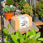 Zestaw bonsai do uprawy eukaliptusa srebrnego w pudełku, otoczony roślinami doniczkowymi w ogrodzie, idealny prezent dla miłośników uprawy i natury