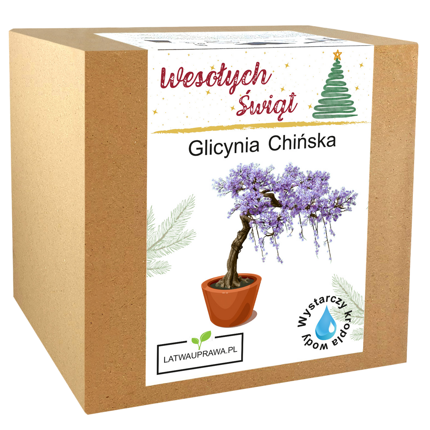 Glicynia Chińska Święta