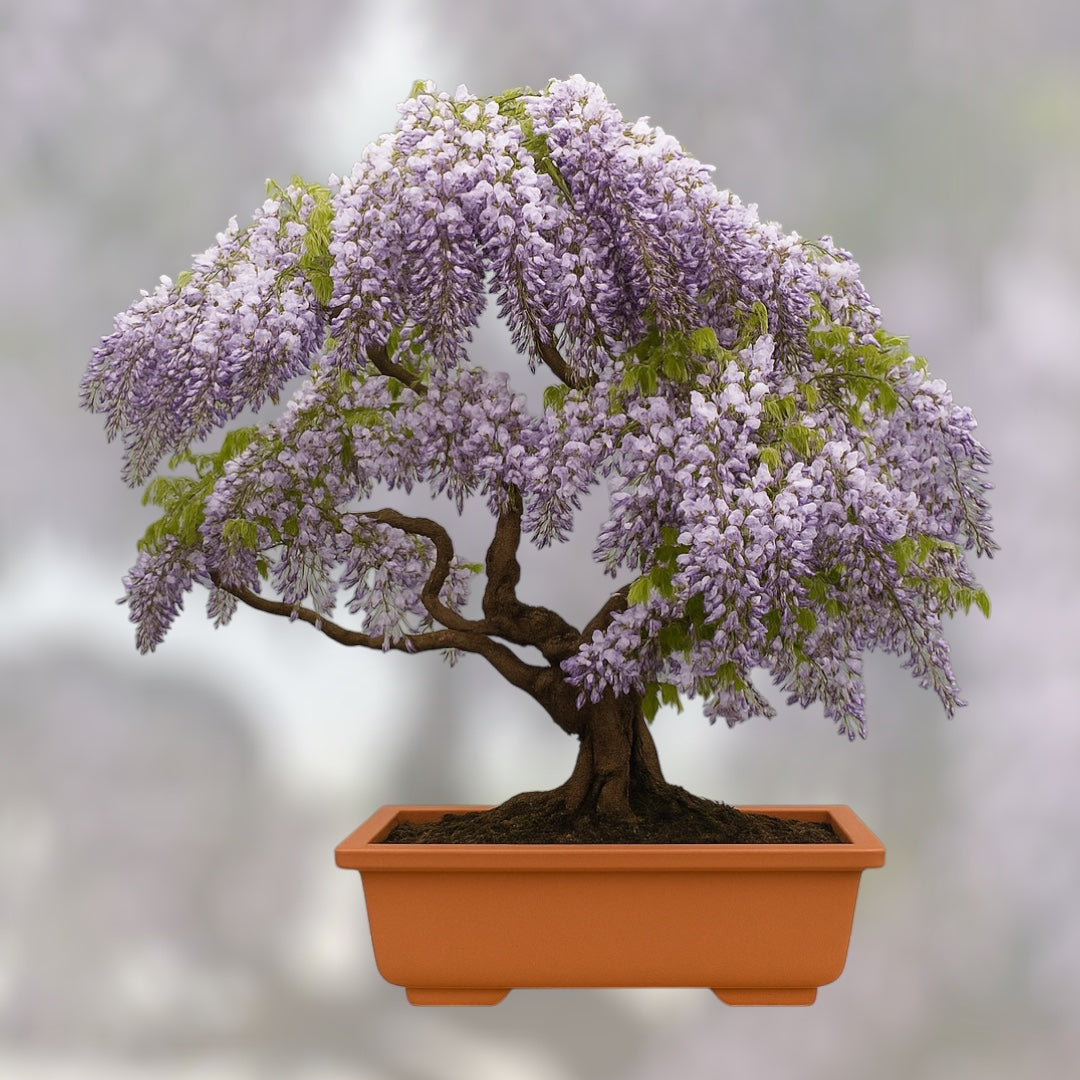 Glicynia Chińska bonsai w doniczce, miniaturowe drzewko o fioletowych kwiatach, ozdobna roślina do wnętrz i ogrodów