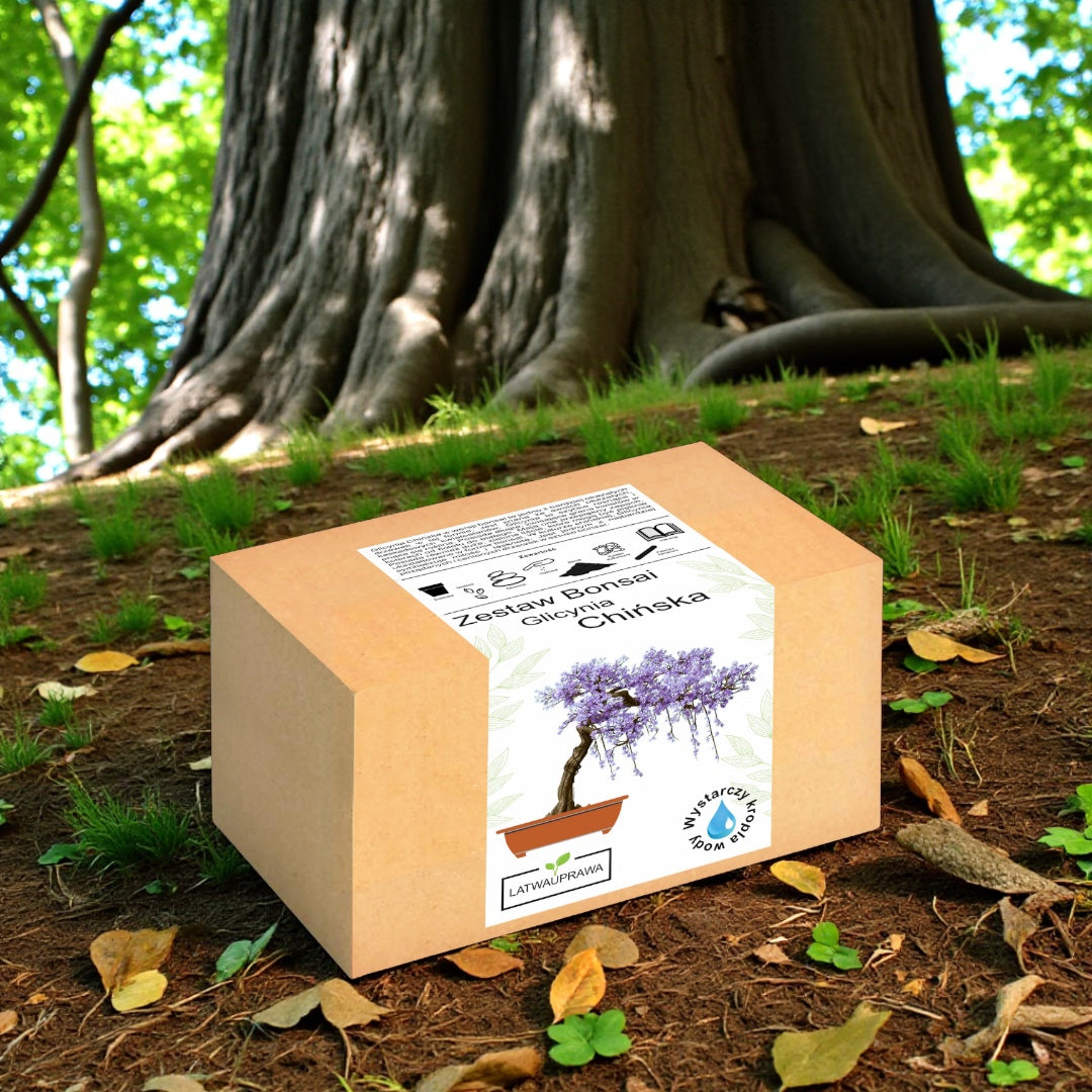 Zestaw Bonsai Glicynia Chińska w pudełku, ustawiony na leśnym podłożu pod dużym drzewem, idealny prezent dla miłośników roślin i ogrodnictwa