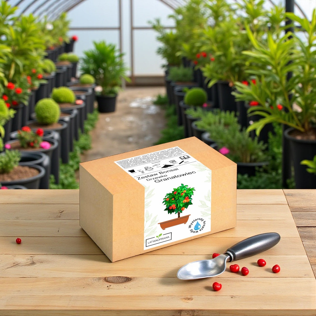 Zestaw Bonsai Granatowiec w pudełku na drewnianym stole w szklarni, obok metalowej łopatki i czerwonych nasion, idealny prezent dla miłośników roślin