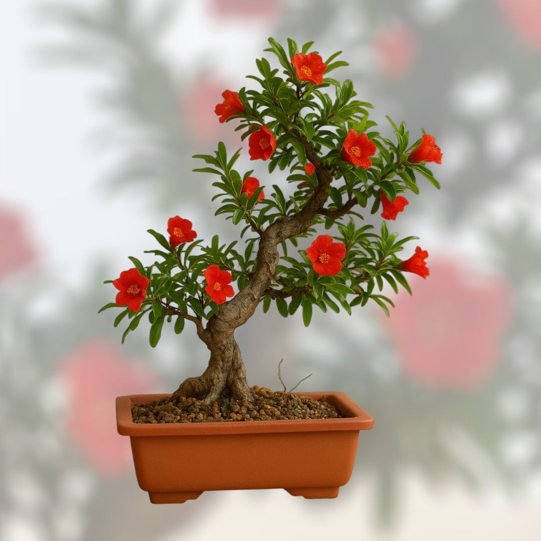 Granatowiec właściwy bonsai w doniczce z czerwonymi kwiatami, ozdobne miniaturowe drzewko o skręconym pniu – efektowna roślina do uprawy w domu