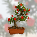 Granatowiec właściwy bonsai w doniczce z czerwonymi kwiatami, ozdobne miniaturowe drzewko o skręconym pniu – efektowna roślina do uprawy w domu