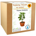 Zestaw do uprawy kawy arabskiej – oryginalny prezent dla najlepszego dziadka.