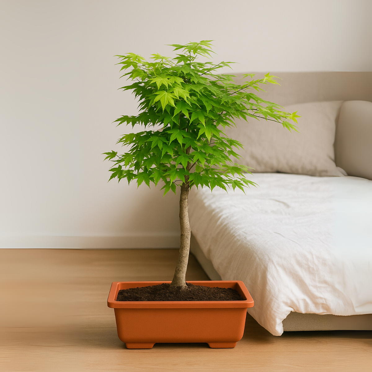 Klon palmowy bonsai w doniczce ustawiony obok łóżka w jasnej sypialni, młode zielone liście tworzą dekoracyjne miniaturowe drzewko