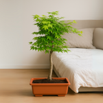 Klon palmowy bonsai w doniczce ustawiony obok łóżka w jasnej sypialni, młode zielone liście tworzą dekoracyjne miniaturowe drzewko