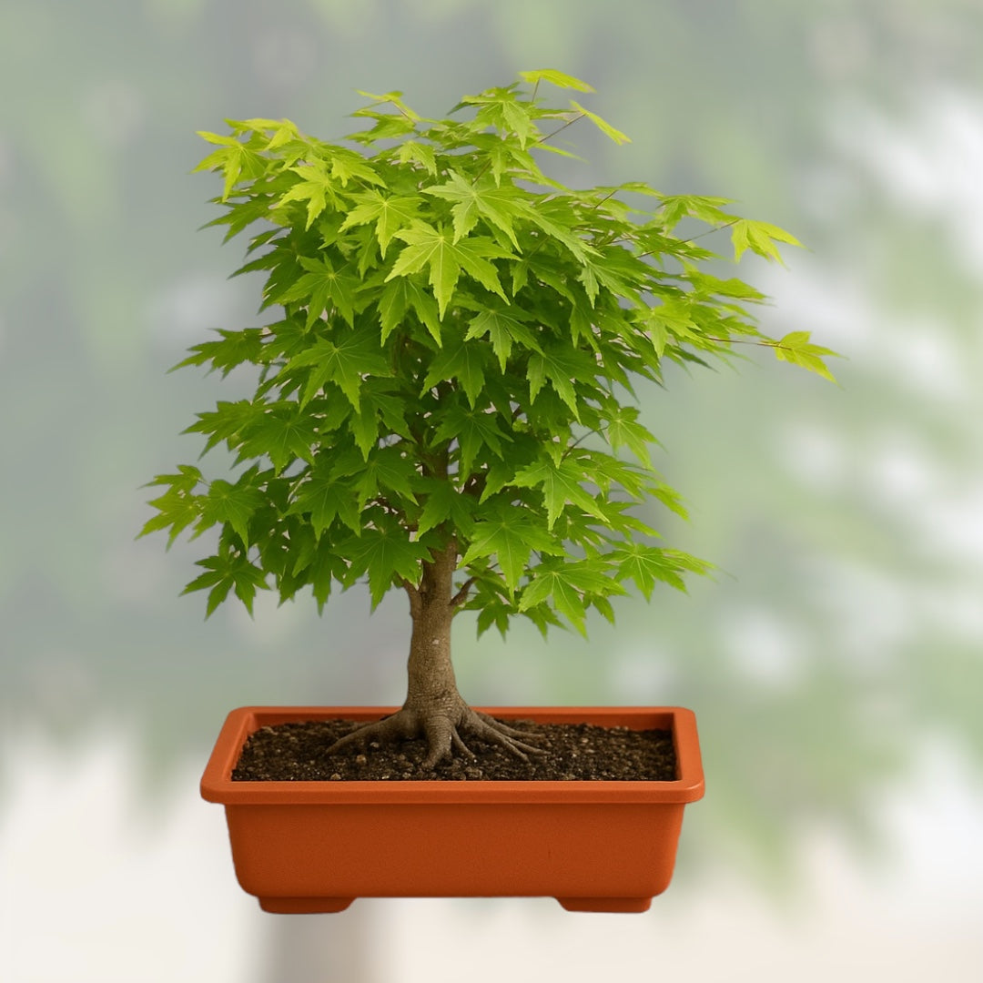 Klon palmowy bonsai w doniczce, miniaturowe drzewko o gęstych, jasnozielonych liściach i widocznych korzeniach — elegancka ozdoba wnętrz