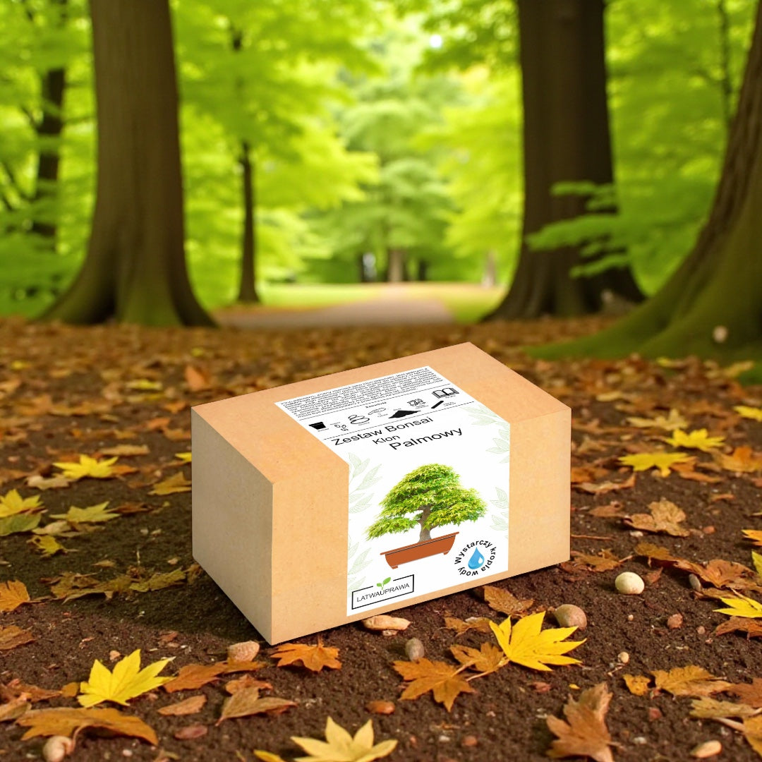 Zestaw Bonsai Klon Palmowy ustawiony na leśnej ścieżce wśród spadających liści, naturalne tło w odcieniach zieleni i brązu podkreśla charakter rośliny