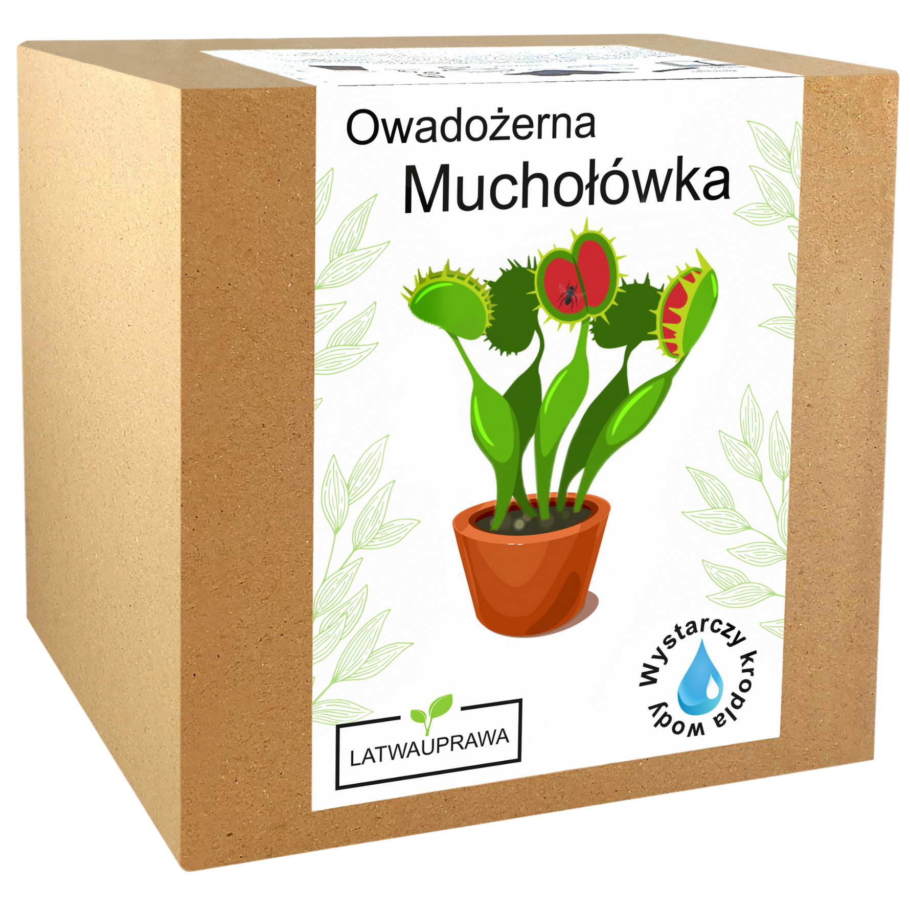 Zestaw do uprawy owadożernej muchołówki w pudełku, idealny prezent dla miłośników nietypowych i egzotycznych roślin