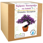 Zestaw do uprawy drzewka szczęścia – idealny prezent dla najlepszej nauczycielki.