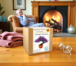 Zestaw Drzewko Szczęścia – prezent dla dziadka, elegancka roślina doniczkowa.