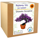 Zestaw do uprawy drzewka szczęścia – idealny prezent dla najlepszego taty.