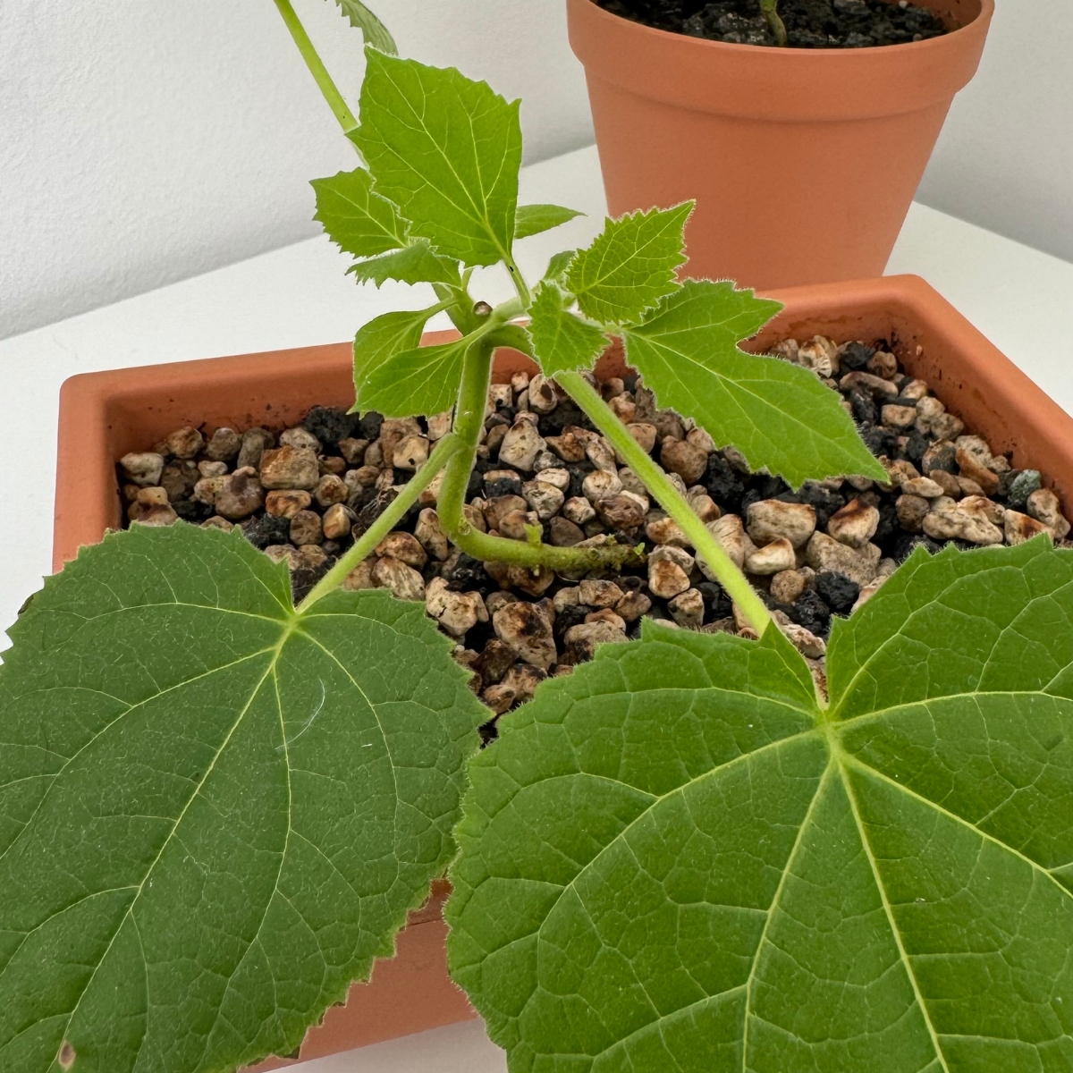 Młoda Paulownia Cesarska bonsai w doniczce z podłożem z kamyków, z dużymi zielonymi liśćmi i prostą łodygą w początkowej fazie wzrostu