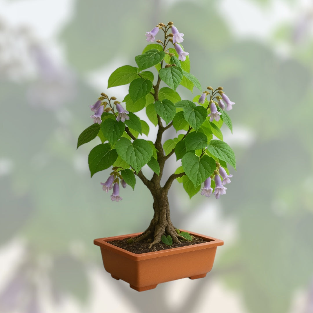 Paulownia Cesarska bonsai w doniczce — miniaturowe drzewko o sercowatych liściach i fioletowych kwiatach, idealne do domowej uprawy i dekoracji wnętrz
