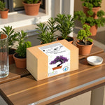 Zestaw Bonsai Drzewko Szczęścia ustawiony na drewnianym stole wśród doniczek z roślinami — komplet do samodzielnej uprawy w estetycznym, naturalnym otoczeniu