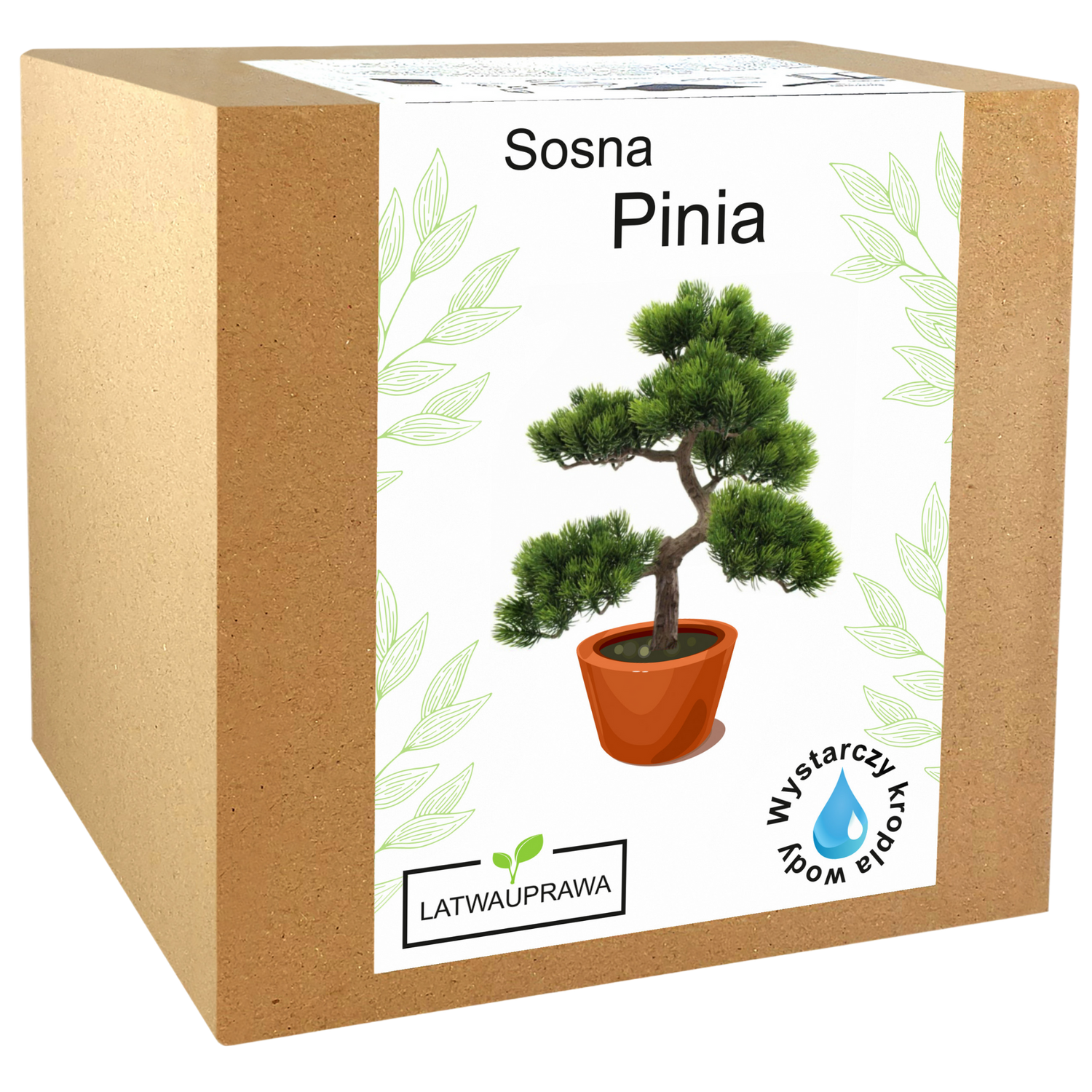 Sosna Pinia