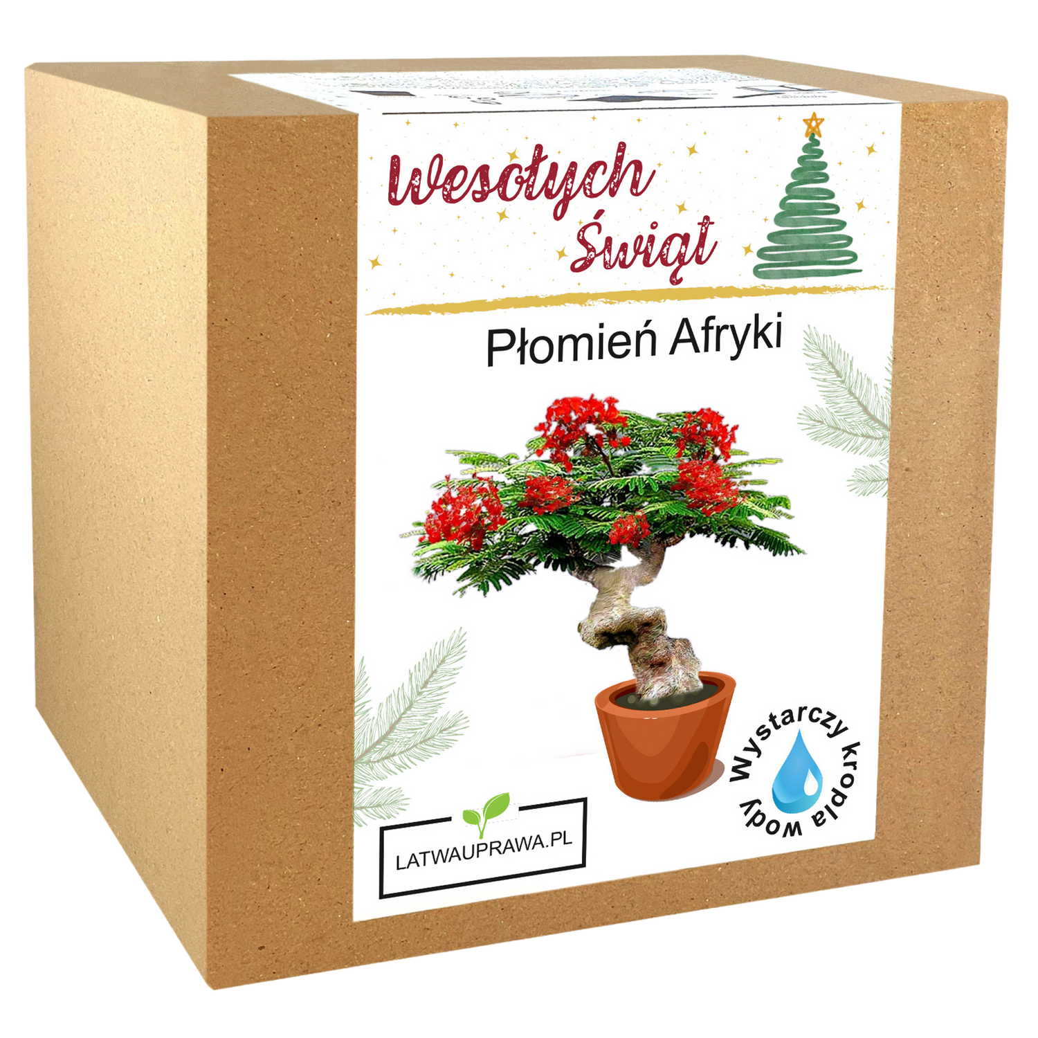 Płomień Afryki - Święta